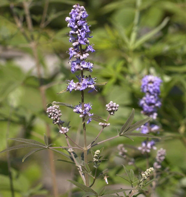 Mönchspfeffer Blue Puffball® 30-40cm - Vitex agnus castus - Bild 1 von 1