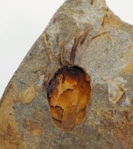 Eocrinoide, Lichenoides priscus, Kambrium, Vinice hill, Jince, CZE -k515 - Picture 1 of 3