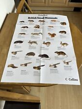 British Small Mammals Wildlife A1 Size Fold Out Poster Daily Mail