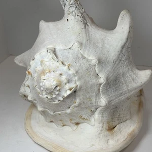 Casco de caracola grande a rayas de tigre con cuernos de reina Cassis Cornuta de 10" L - Imagen 1 de 12