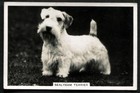Tobacco Card, Senior Service, DOGS, DOG BREEDS, 1939, Sealyham Terrier, #5
