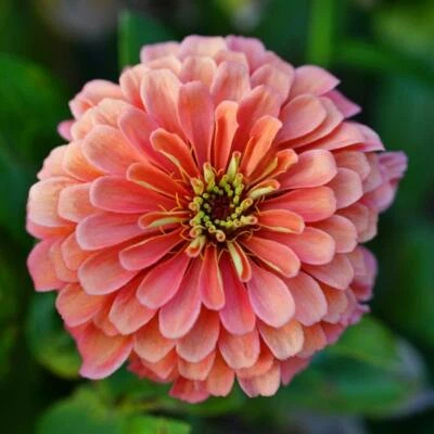 Coral Zinnia Seeds 100+ Elegans Cut Flower 美国免运费蝴蝶蜜蜂 — 第 1/2 张图片