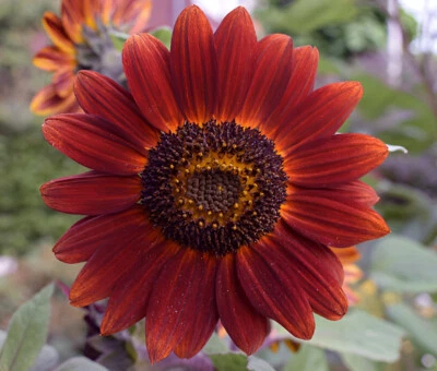 50 Velvet Queen Sunflower Seeds – Beautiful, Heirloom, Vibrant Reds&Yellows - Image 1 of 4