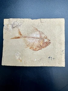 Diplomystus powrei fossil fish – Late Cretaceous Cenomanian Hajoula Lebanon - Picture 1 of 5