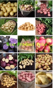 Seed Potatoes, First Early Second Early Main Crop-Many Varieties X12 Tubers - Picture 1 of 56