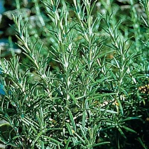 ROSMARIN, Kräuter, Gewürze/Heilpflanzen, Produkte aus meinem Garten - Bild 1 von 2