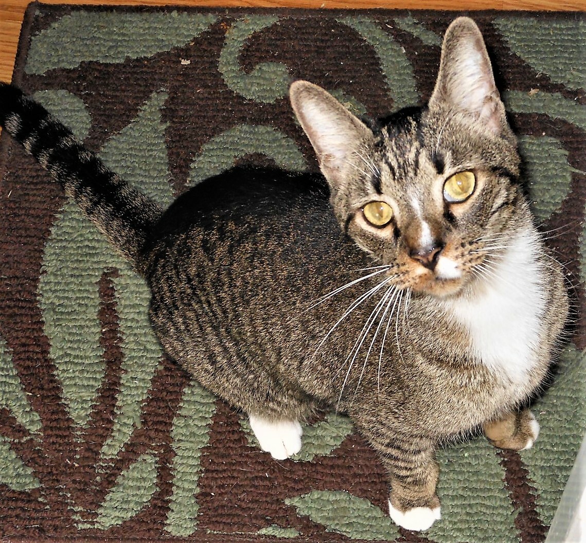 Hungry CatCollectibles eBay Stores