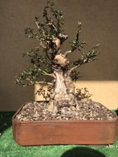 BONSAI PREBONSAI OLIVASTRO