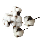 5 Pcs Baumwollzweige Baumwollstiele Blumenpflücker Aus Baumwolle Dekorationen