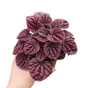 Peperomia 'Ripple Red' - Picture 1 of 8