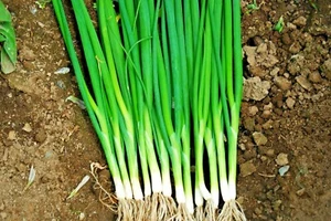 501+JAPANESE Evergreen Bunching GREEN ONION Seeds Welsh Nebuka He Shi Ko 70 Day - Picture 1 of 8