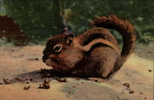 Chipmunk Postcard - Vintage Wildlife Art - Denver, Colorado - Picture 1 of 2