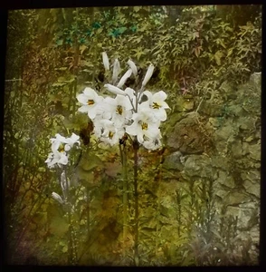 Glass Magic Lantern Slide MADONNA LILIES C1920 PHOTO PLANT STUDY FLOWERS - Picture 1 of 2