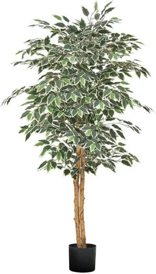 Árvore de ficus artificial 5 pés com vaso preto alto planta de ficus falso com madeira natural - Imagem 1 de 4