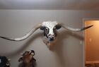 GENUINE 9.5 FEET longhorn bull head TAXIDERMY mount  FRESH FROM TAXIDERMIST