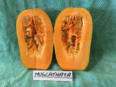 PUMPKIN-MUSCATNAYA-Pumpkin Seeds-LOVELY SWEET, GREAT FLAVOUR-Min 12 SEEDS. - image 1 of 3