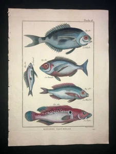 BONNATERRE - BREAM PIKE - PL.48 - FOLIO ORIGINAL HC FISH PRINT - PRINTED 1788 - Picture 1 of 1