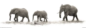 "Tür" Poster PHOTO ART by Mario Moreno - The Elephants ca90x30cm NEU!  y172 - Bild 1 von 1