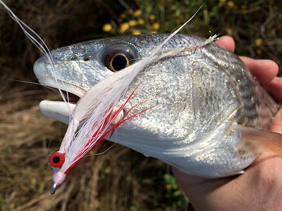 Fly Fishing Flies (Redfish, Trout, Flounder, Bass) Clouser Minnow Red White (x6) - Image 1 of 2