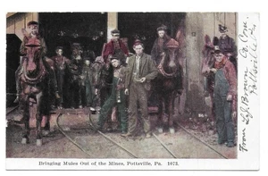 Pottsville, Pa - Bringing Mules Out of the Mines - Picture 1 of 2