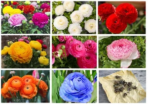 10 Ranunculus Summer Flowering Bulbs Garden Flowers Autumn Planting Hardy Corms - Picture 1 of 42