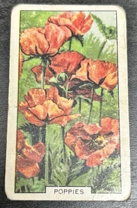 Gallaher Cigarette Card - Garden Flowers, 1938 - No. 34, Poppies - Picture 1 of 2