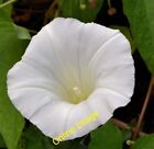 Photo 6X4 Bindweed Flower, Comber Bindweed ://Habitas.Uk/Flor C2013