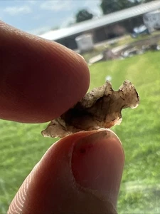Spider Novaculite Miniature Bird Point From Pope Co Ark Indian Arrowhead Q318 - Picture 1 of 5