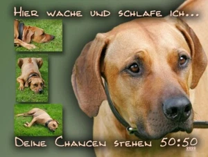 RHODESIAN RIDGEBACK Hundeschild SCHILD Metall Alu-Dibond Warnschild NEU #1 - Bild 1 von 3