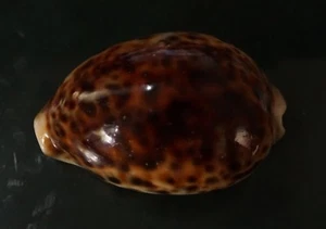 Cypraea Tigris 80 mm F+++"'UNUSUAL RUSTY-yellow dorsal pattern WOW!! - Picture 1 of 7
