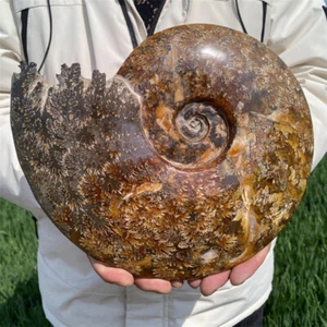 3.46kg Natural Ammonite Fossil Reiki Specimen Crystal Mineral Decor Crystal Gift - Picture 1 of 12