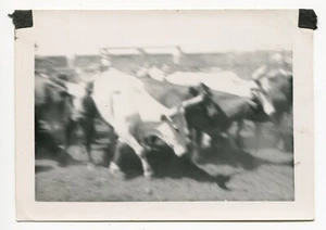 Vernacular Abstract Blurry Cattle Moving 1940s Fund Photo Black & White - Bild 1 von 2