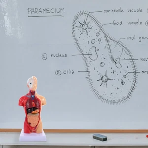 Medizinische Studenten Geschenk Menschlichen Torso Modell Anatomie Körper Modell - Bild 1 von 12