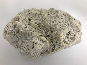 Echte Koralle Meereskoralle Sammlerstück Aquarium, Terrarium - Bild 1 von 5