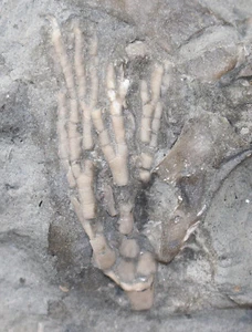 Crinoide, Praecupulocrinus conjugans, Ordovizium, Brechin, Ontario, Kanada-c637 - Picture 1 of 4