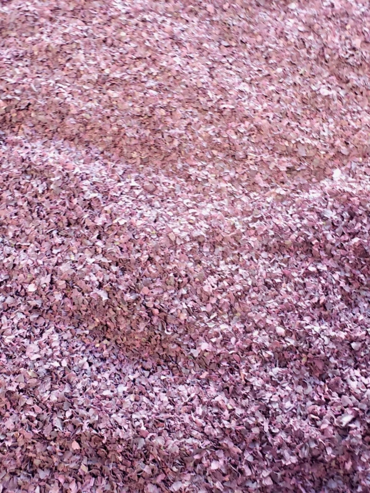 1lb Wild Atlantic Dulse Flake nutrients minerals Sustainable Ocean healthy. - Image 1 of 2