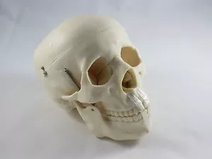 Nuevo Anatomía Profesional Tamaño Natural Calavera Modelo Médico IT-006 ANGELUS - Imagen 1 de 3