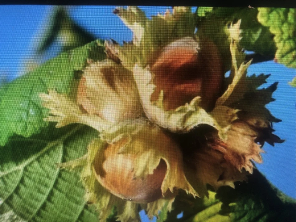 2 American Hazelnut (Filbert) Tree, 14+inch, Fast Growing Nut live tree - Image 1 of 1