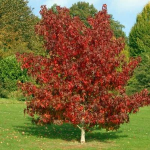 Liquidamber (Styaciflua) 20 Seeds - Picture 1 of 3