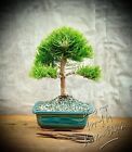Pinus mugo „Gnom“ - Gnomenkiefer BONSAI SHOHIN 7 Years Old