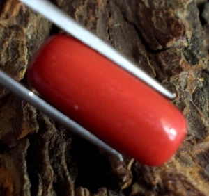 Pietra Preziosa Corallo Rosso Italiano Forma Cilindrica Naturale 11,10 Ct Certificata B89406 - Foto 1 di 8