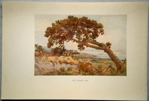 CANARY ISLANDS, GRAN CANARIA: "The Canary Pine", color plate, 1911., #14 - Picture 1 of 1