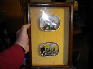Caja de sombra vintage con marco de castaño macizo con cerámica de flores alpinas - Imagen 1 de 5