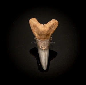 Venice Hemipristis Lower Fossil Tooth  1.59"     2857 - Picture 1 of 5