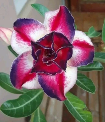 50 Semillas Adenium Obesum Rosa Del Desierto - Image 1 of 2