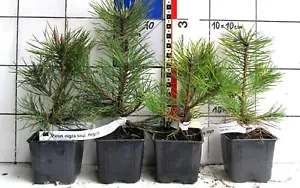 Pinus nigra ssp. nigra - . Schwarzkiefer (Pflanze) - Bild 1 von 1