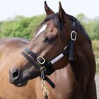 ALL SIZES Monty Roberts Dually Halter - Horse Training Halter with Free DVD 