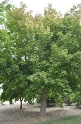 Box Elder Maple Tree seeds - Acer negundo 50+ seeds Planting Outdoors - Image 1 of 4