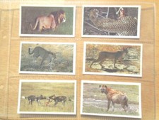 1990 Grandee AFRICAN  WILDLIFE lion cheetah set 30 cards Tobacco Cigarette  