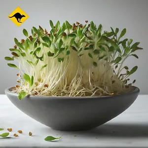 Alfalfa Sprouts 2000 seeds to 4kg seeds SPROUTING microgreen UNTREATED sprouts - Picture 1 of 8